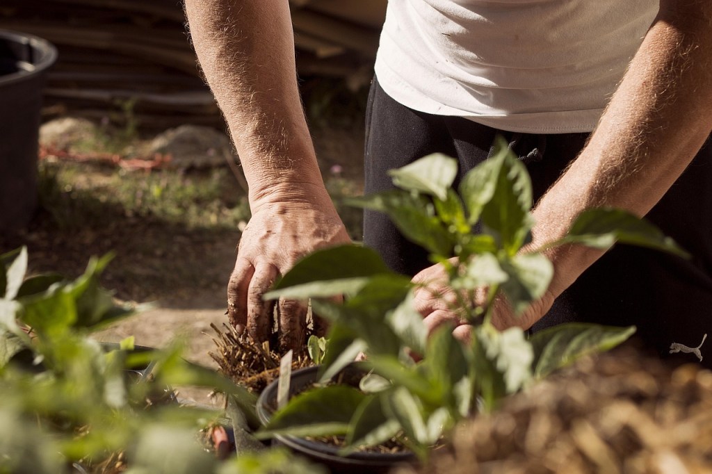How Men’s Sheds are using gardening to tackle loneliness across the&nbsp;globe